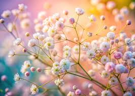 Attēlu rezultāti vaicājumam “Gypsophila paniculata bud”