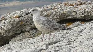 Attēlu rezultāti vaicājumam “Larus canus adult”