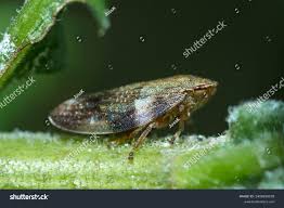 Attēlu rezultāti vaicājumam “Aphrophora nymph”