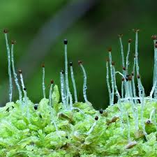 Attēlu rezultāti vaicājumam “Chiloscyphus”