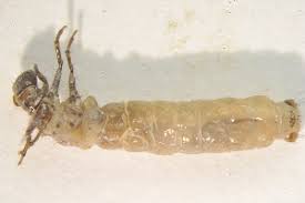 Attēlu rezultāti vaicājumam “Chaetopteryx villosa”