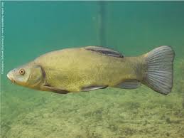 Image result for Tinca tinca