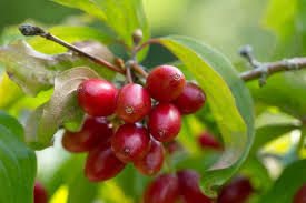 Attēlu rezultāti vaicājumam “Cornus mas fruit”