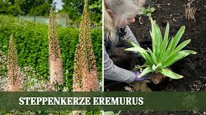 Image result for Steppenkerze