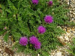 Attēlu rezultāti vaicājumam “Cirsium acaule leaf”