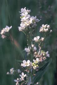 Attēlu rezultāti vaicājumam “Armoracia rusticana leaf”
