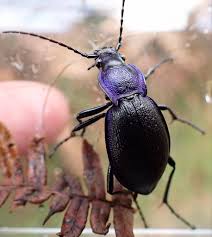 Attēlu rezultāti vaicājumam “Carabus violaceus”