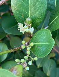 Attēlu rezultāti vaicājumam “Chaerophyllum aromaticum fruit”