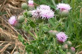 Attēlu rezultāti vaicājumam “Cirsium x rigens”