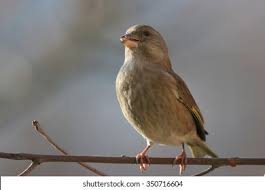Attēlu rezultāti vaicājumam “Chloris chloris female”
