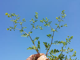 Attēlu rezultāti vaicājumam “Potentilla supina”