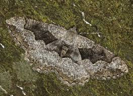 Attēlu rezultāti vaicājumam “Alcis repandata”