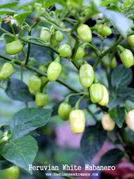 Afbeeldingsresultaat voor white habanero hot pepper