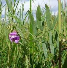 Attēlu rezultāti vaicājumam “Lathyrus palustris bud”