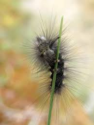 Attēlu rezultāti vaicājumam “Gynaephora selenitica”