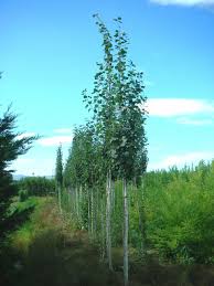 Attēlu rezultāti vaicājumam “Populus tremula”