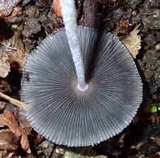 Attēlu rezultāti vaicājumam “Coprinus lagopus”