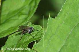 Attēlu rezultāti vaicājumam “Rhagionidae”