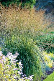 Attēlu rezultāti vaicājumam “Molinia caerulea flower”