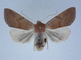 Attēlu rezultāti vaicājumam “Agrochola helvola”