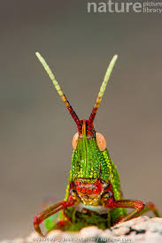 Attēlu rezultāti vaicājumam “Acrididae”