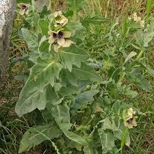 Image result for bilsenkraut
