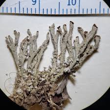 Attēlu rezultāti vaicājumam “Cladonia stygia”