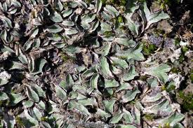 Attēlu rezultāti vaicājumam “Riccia sorocarpa”