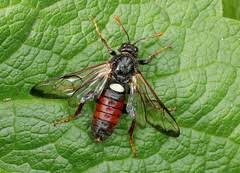 Attēlu rezultāti vaicājumam “Cimbex femoratus”