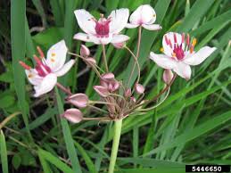 Attēlu rezultāti vaicājumam “Butomaceae”
