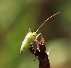 Attēlu rezultāti vaicājumam “Adelphocoris quadripunctatus”