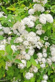 Attēlu rezultāti vaicājumam “Spiraea chamaedryfolia”