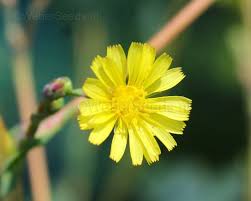 Attēlu rezultāti vaicājumam “Lactuca serriola”