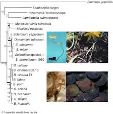 Attēlu rezultāti vaicājumam “Myriosclerotinia scirpicola”