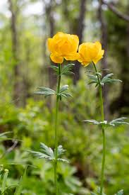 Attēlu rezultāti vaicājumam “Trollius europaeus bud”