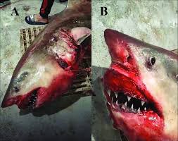 Image result for Carcharodon carcharias