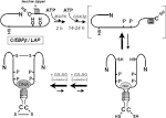 and <b>dimerization</b>-induced
