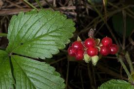 Attēlu rezultāti vaicājumam “Rubus saxatilis”