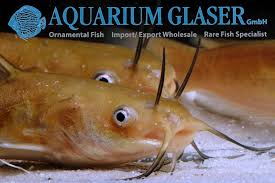 Image result for Ameiurus melas