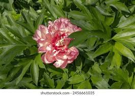 Attēlu rezultāti vaicājumam “Paeoniaceae”