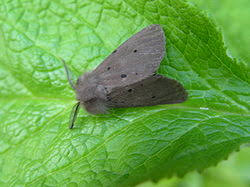 Attēlu rezultāti vaicājumam “Diaphora mendica”