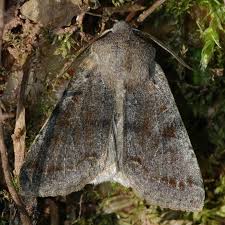 Attēlu rezultāti vaicājumam “Orthosia sp.”