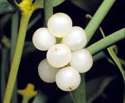 Attēlu rezultāti vaicājumam “Viscum album female flower”