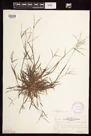 Attēlu rezultāti vaicājumam “Digitaria ischaemum”