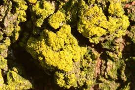 Attēlu rezultāti vaicājumam “Chrysothrix candelaris”