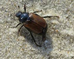 Attēlu rezultāti vaicājumam “Phyllopertha horticola”