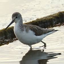 Attēlu rezultāti vaicājumam “Tringa nebularia adult”
