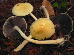 Attēlu rezultāti vaicājumam “Trichia ambigua spores”