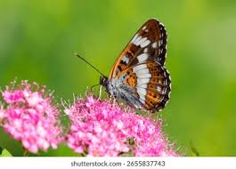 Attēlu rezultāti vaicājumam “Limenitis camilla”