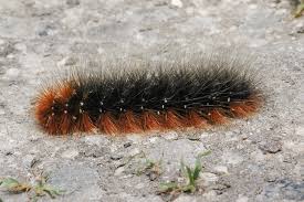 Attēlu rezultāti vaicājumam “Arctia caja imago”